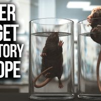 Shocking Rat Experiment Teaches Powerful Life Lesson
