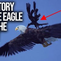 A Powerful Story About Rising Above Negativity (THE EAGLE and CROW)