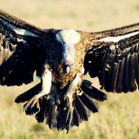 Munir Virani: Why I love vultures