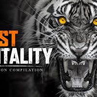 BEAST MENTALITY - Best Motivational Speech Compilation (Most Powerful Speeches 2021)