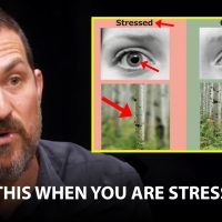 "You Will Never Be Stressed Again" | Andrew Huberman